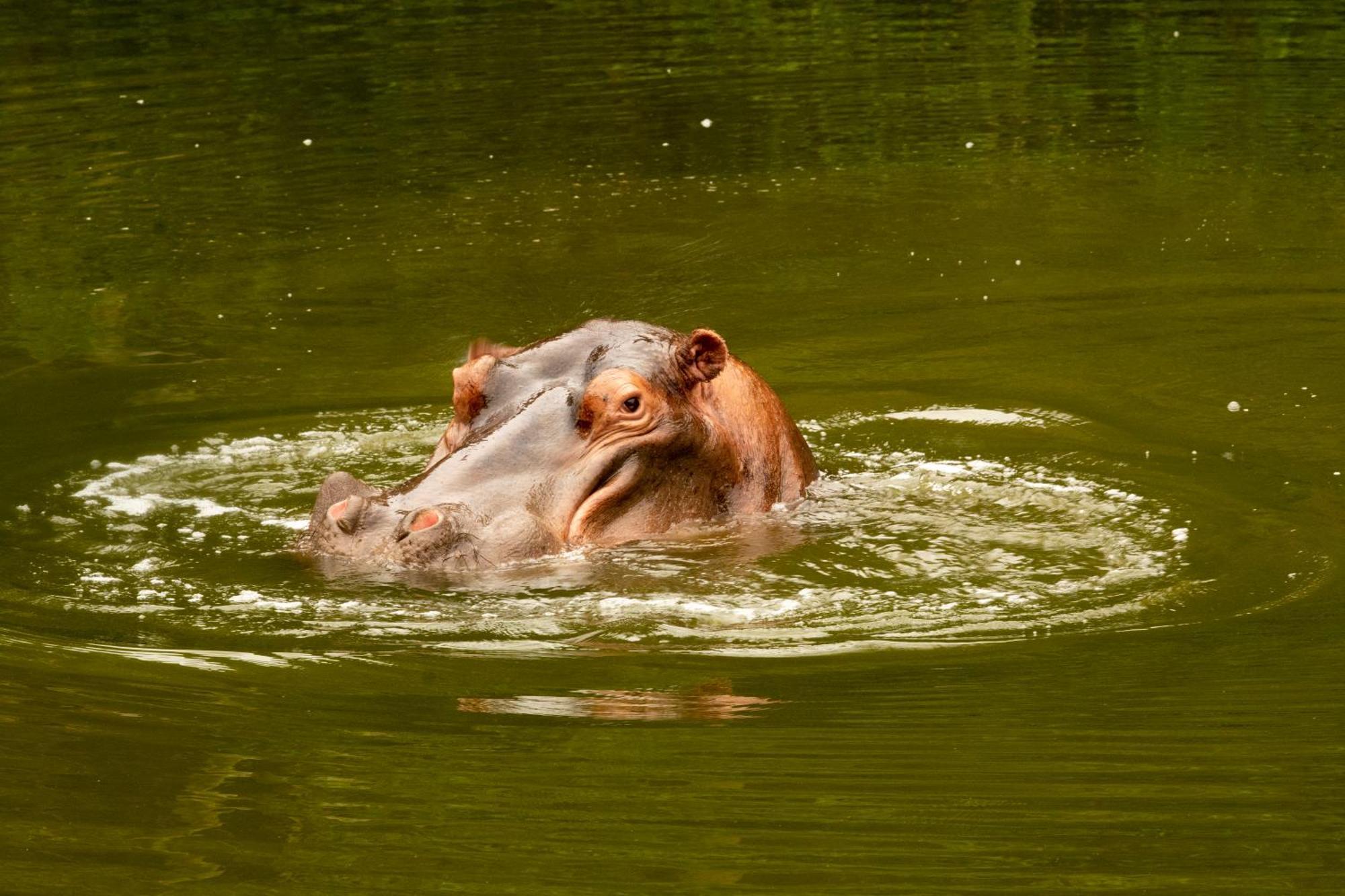 Hopewell Private Game Reserve Buyskloof Екстер'єр фото