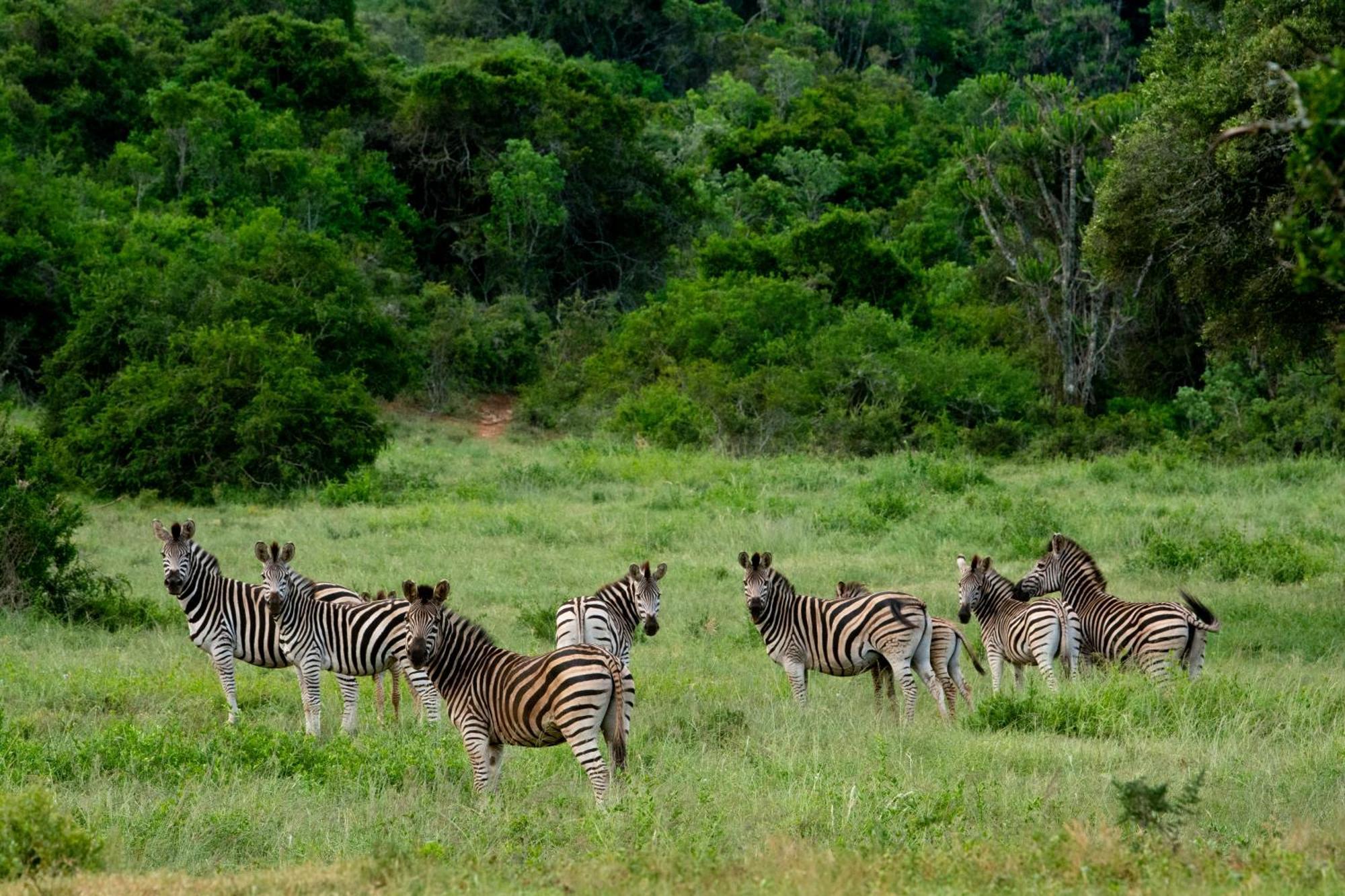 Hopewell Private Game Reserve Buyskloof Екстер'єр фото