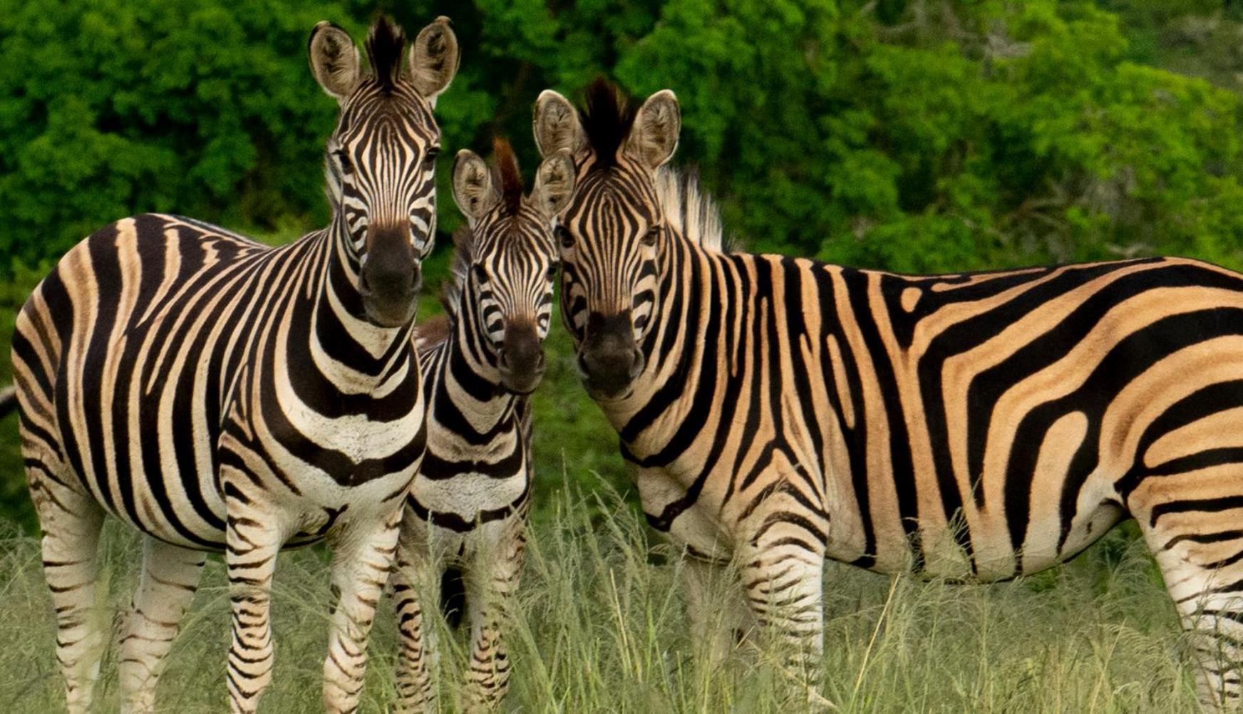 Hopewell Private Game Reserve Buyskloof Екстер'єр фото