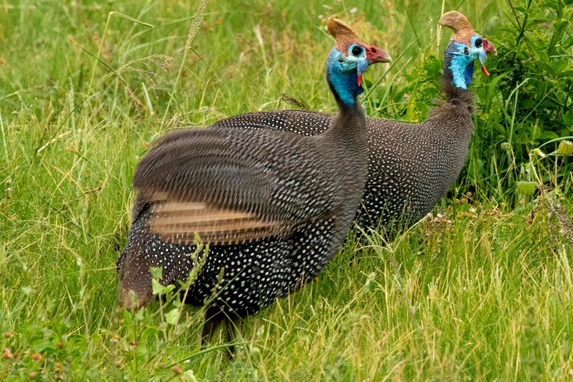Hopewell Private Game Reserve Buyskloof Екстер'єр фото