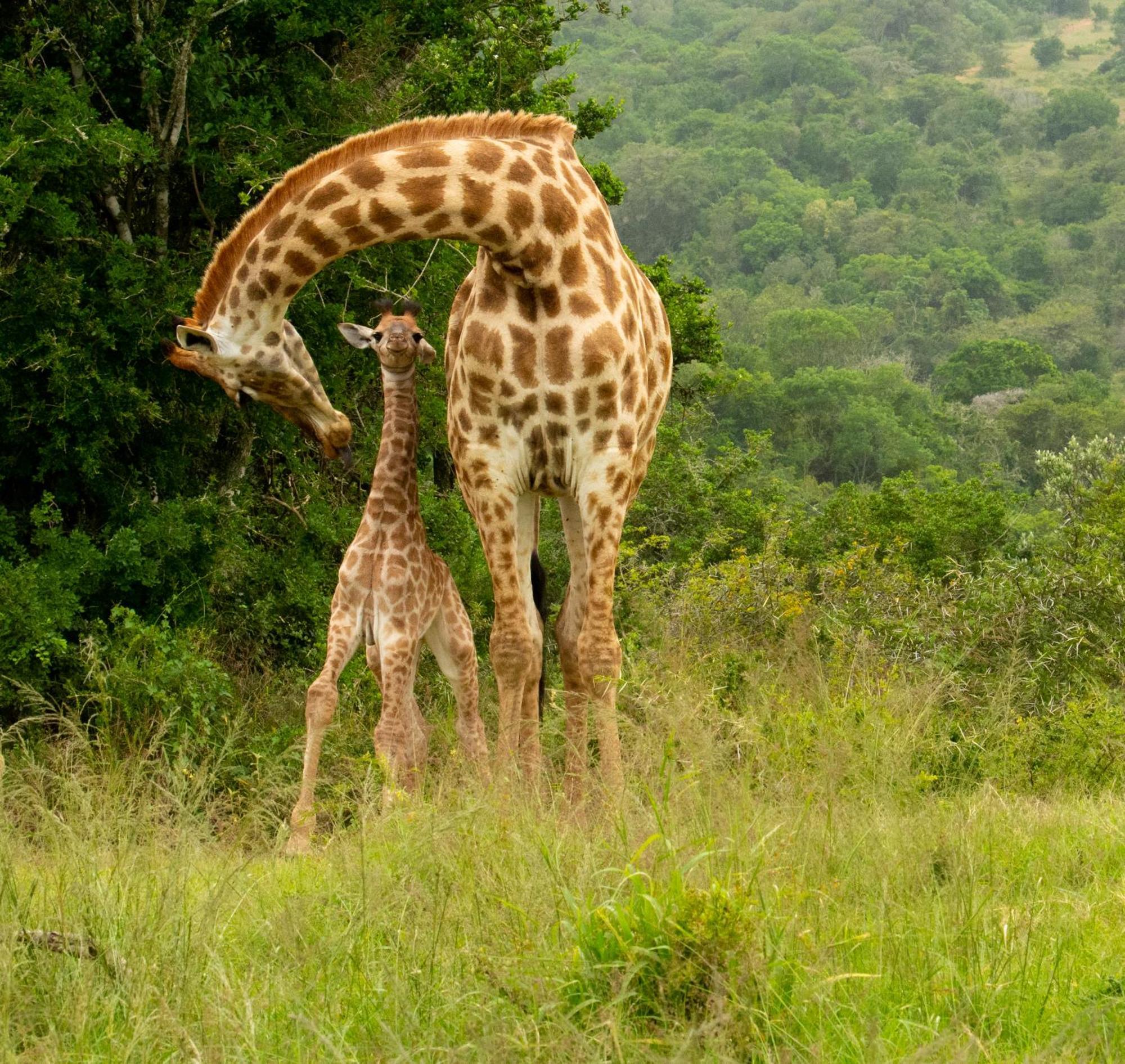 Hopewell Private Game Reserve Buyskloof Екстер'єр фото