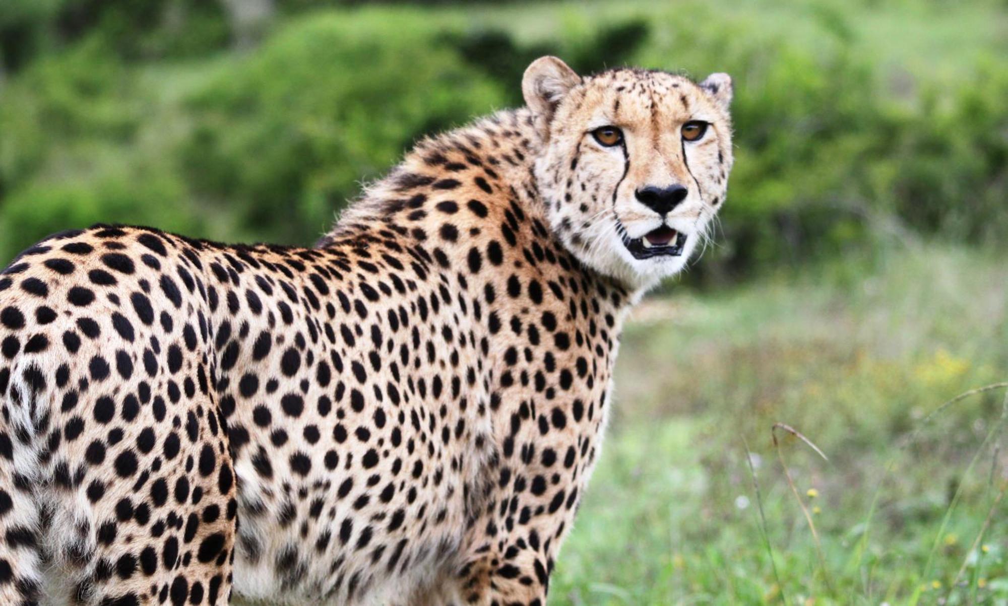 Hopewell Private Game Reserve Buyskloof Екстер'єр фото