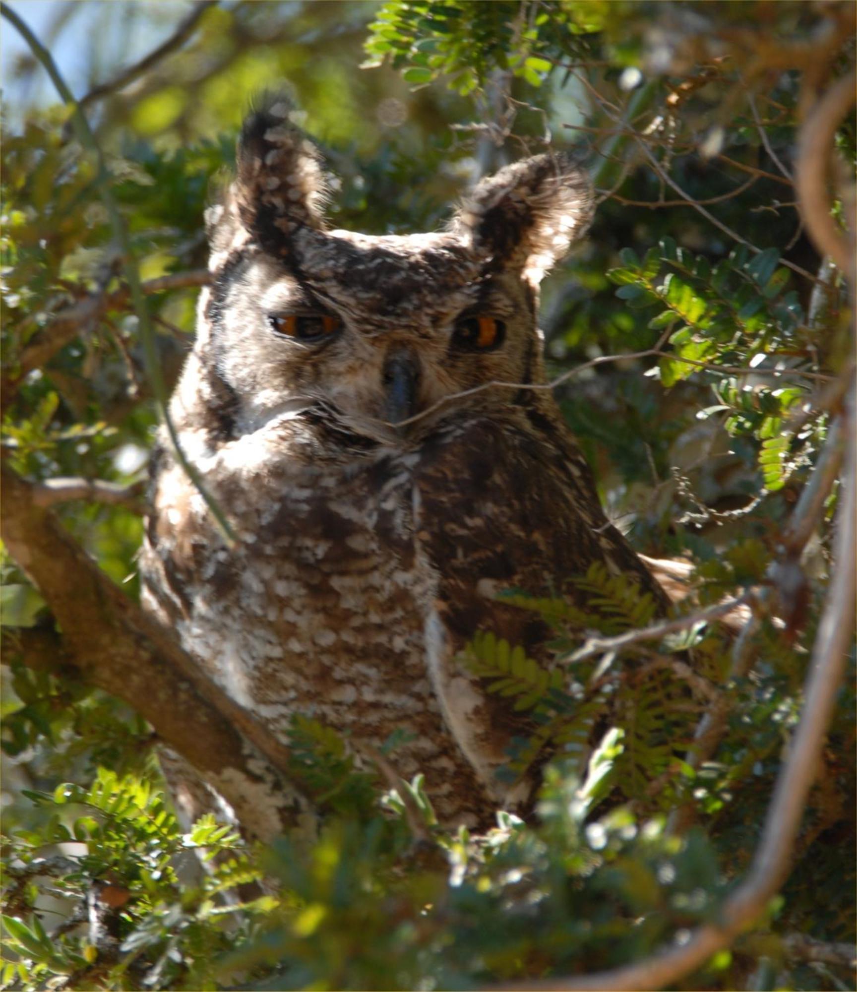 Hopewell Private Game Reserve Buyskloof Екстер'єр фото