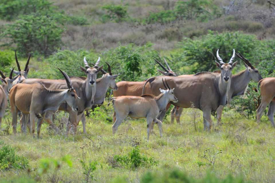 Hopewell Private Game Reserve Buyskloof Екстер'єр фото