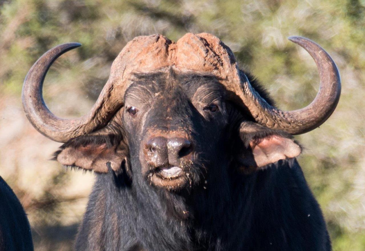 Hopewell Private Game Reserve Buyskloof Екстер'єр фото