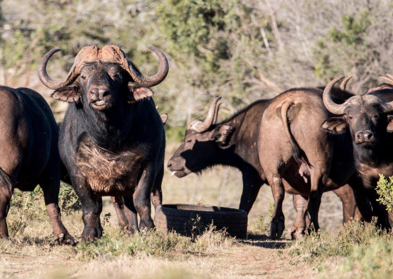 Hopewell Private Game Reserve Buyskloof Екстер'єр фото