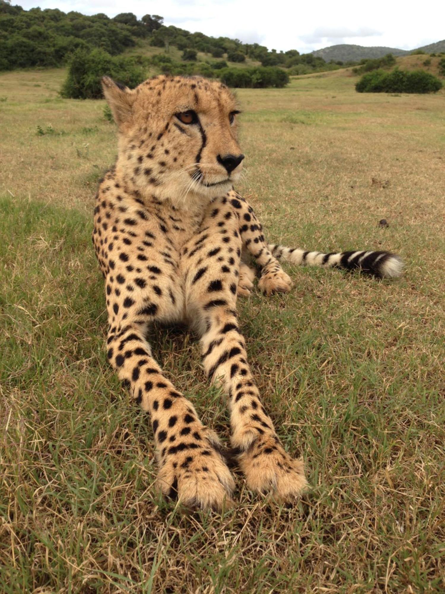 Hopewell Private Game Reserve Buyskloof Екстер'єр фото