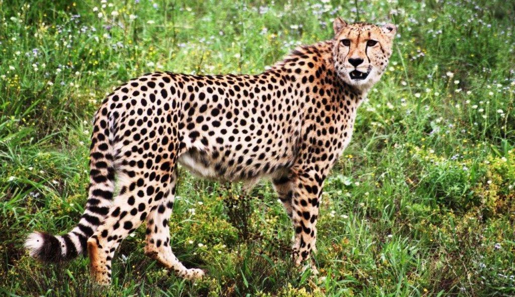 Hopewell Private Game Reserve Buyskloof Екстер'єр фото